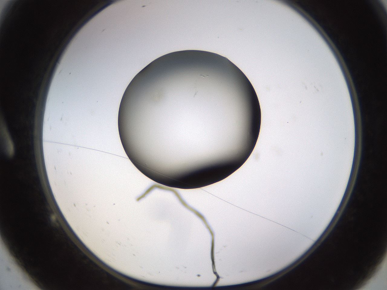 folderID572_plateID1572_batchID6359_wellNum9_profileID1_d1_r102743_ef.jpg
