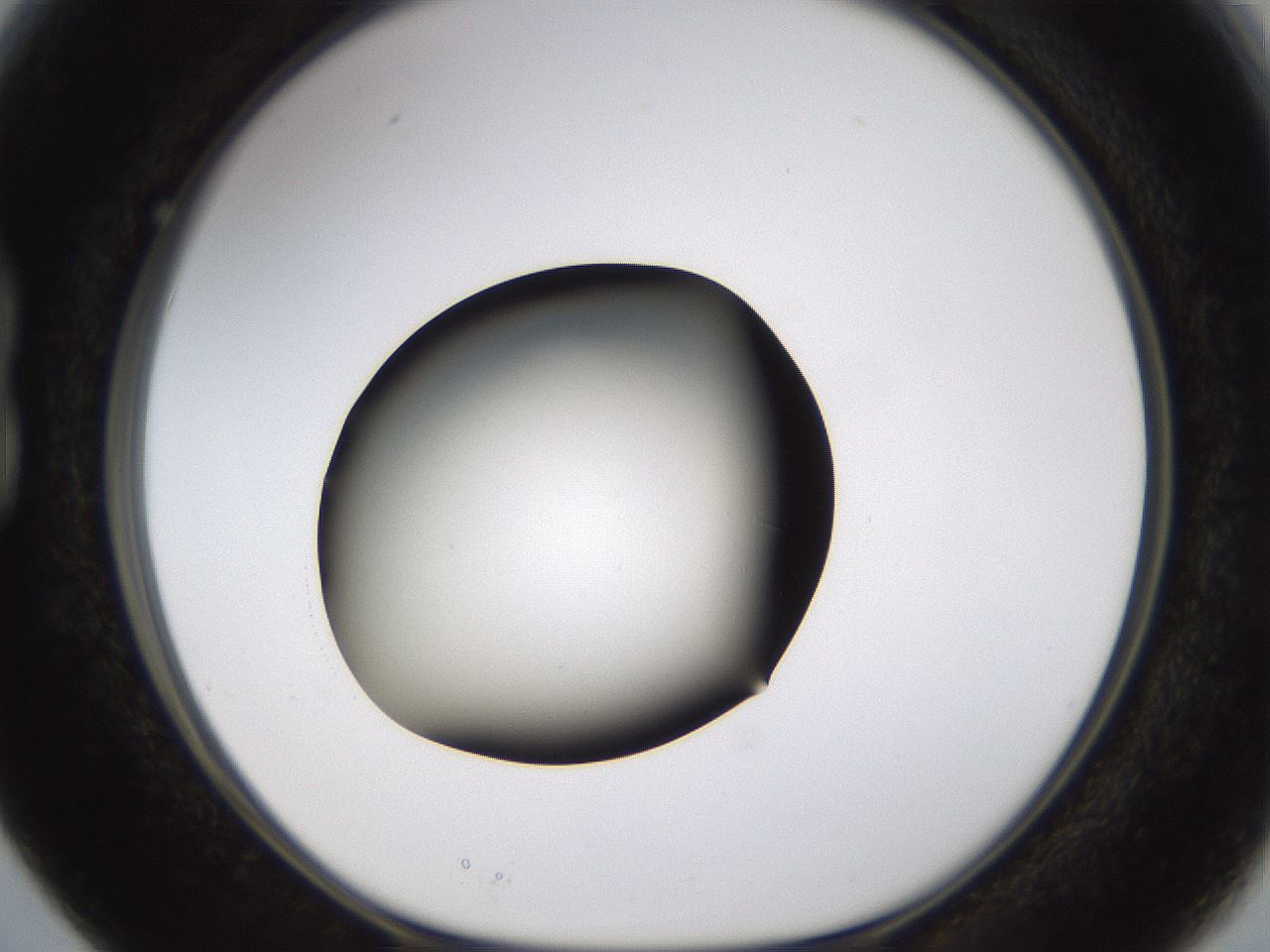 folderID573_plateID1573_batchID6360_wellNum15_profileID1_d1_r102859_ef.jpg