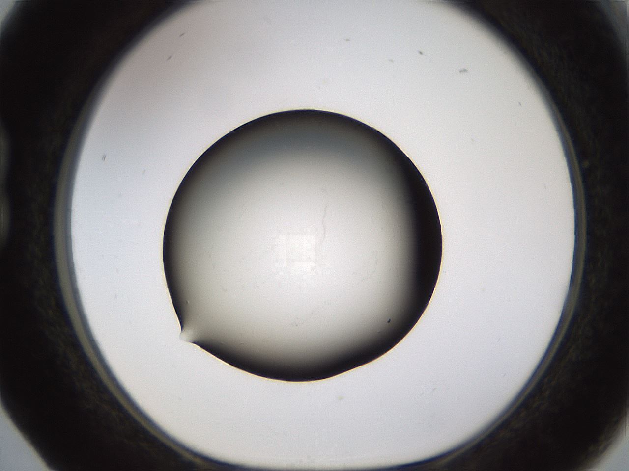 folderID573_plateID1573_batchID6360_wellNum17_profileID1_d1_r102863_ef.jpg