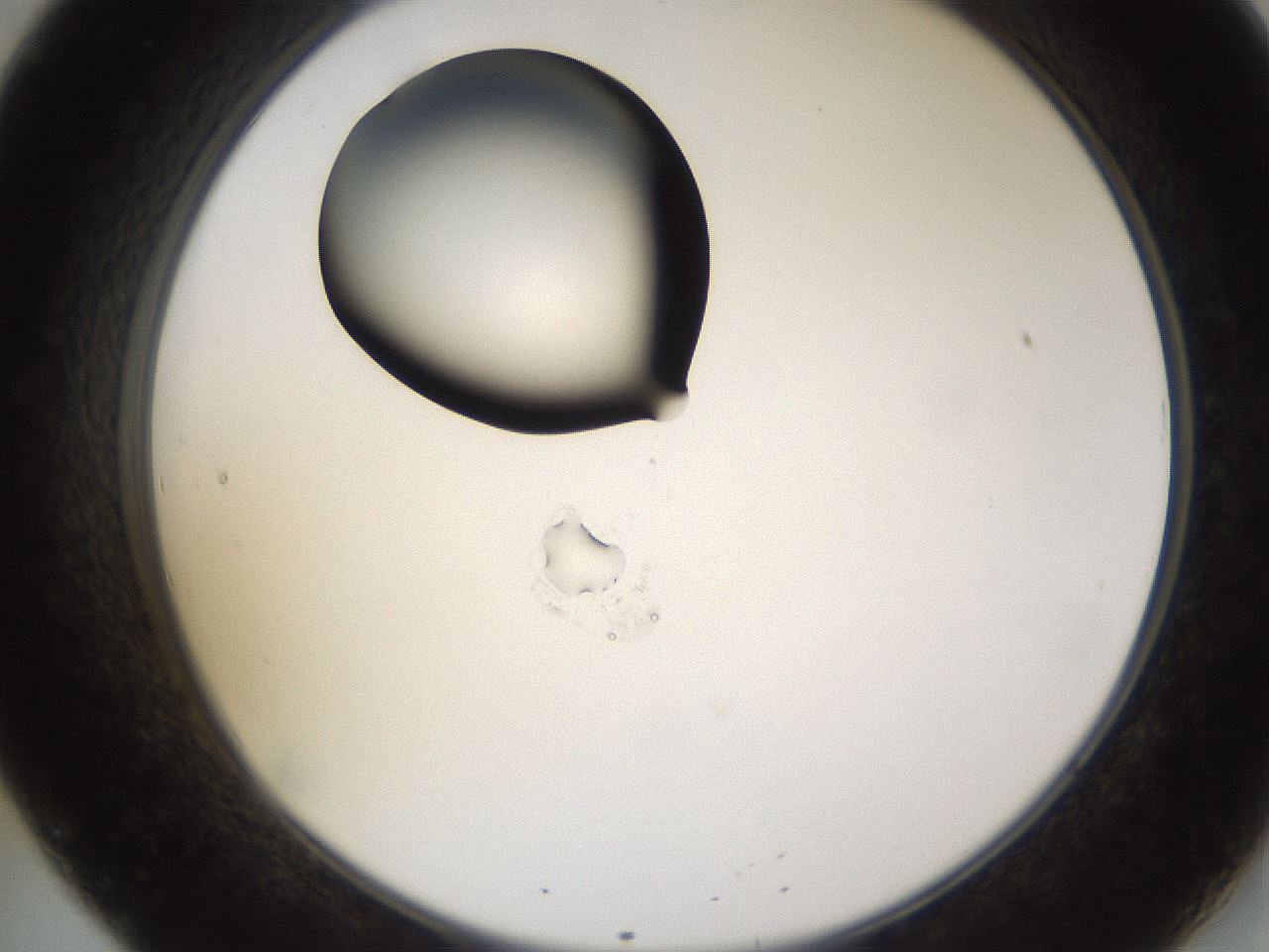 folderID573_plateID1573_batchID6360_wellNum20_profileID1_d2_r102870_ef.jpg