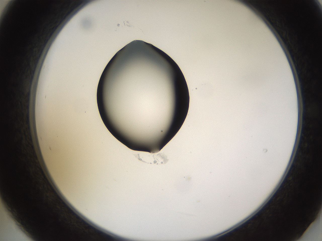 folderID573_plateID1573_batchID6360_wellNum21_profileID1_d2_r102872_ef.jpg