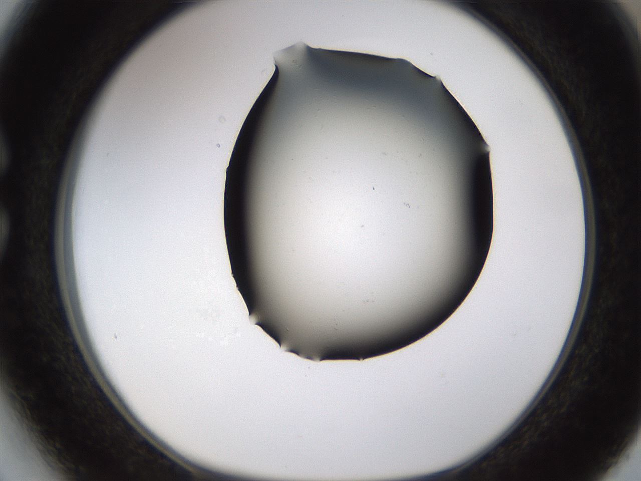 folderID573_plateID1573_batchID6360_wellNum27_profileID1_d1_r102883_ef.jpg