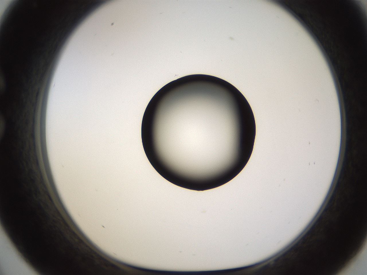 folderID573_plateID1573_batchID6360_wellNum33_profileID1_d1_r102895_ef.jpg