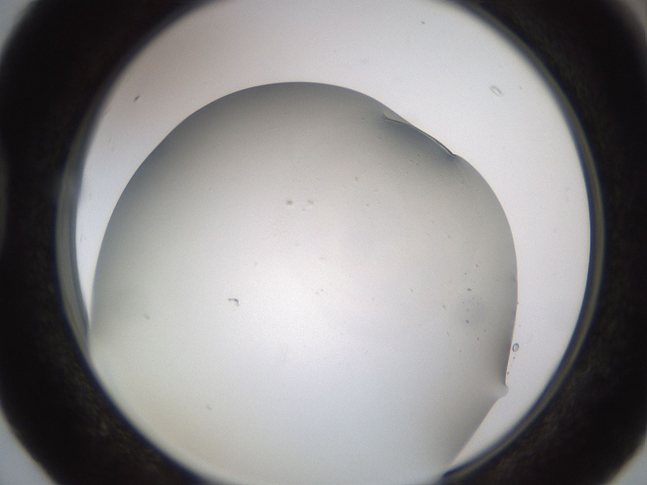 folderID573_plateID1573_batchID6360_wellNum40_profileID1_d1_r102909_ef.jpg