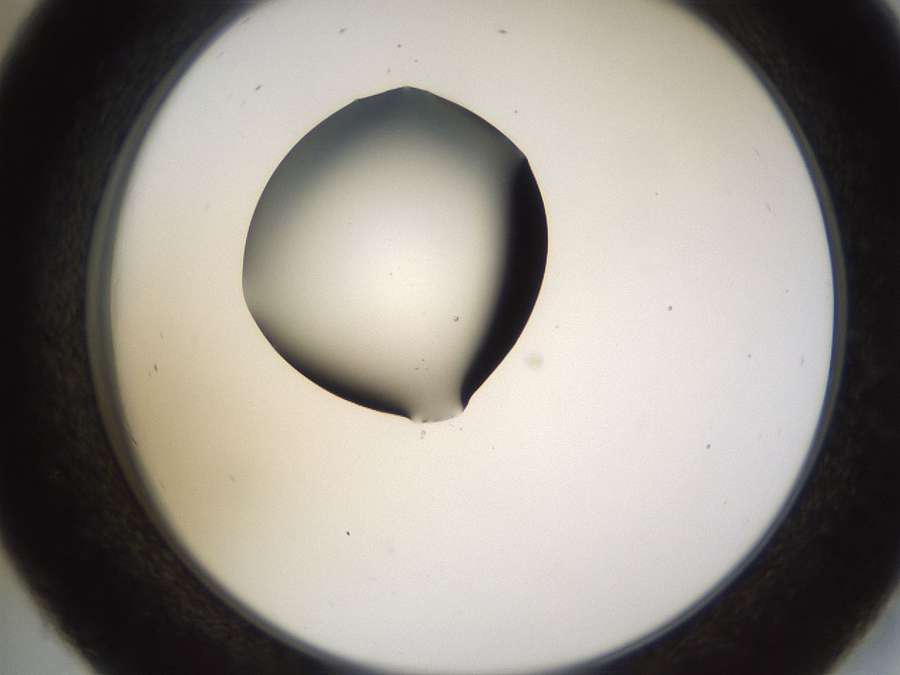 folderID573_plateID1573_batchID6360_wellNum45_profileID1_d2_r102920_ef.jpg