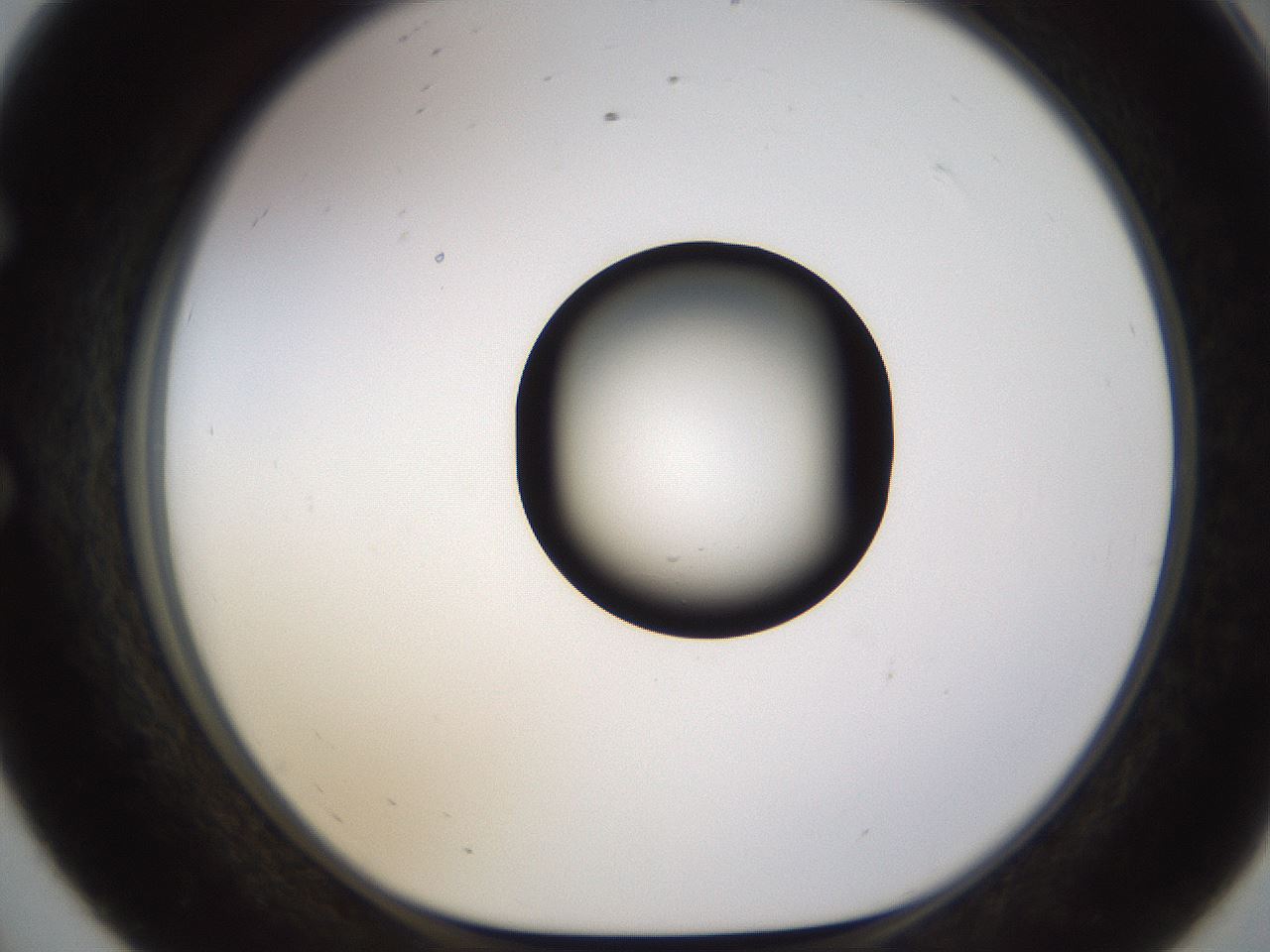folderID573_plateID1573_batchID6360_wellNum56_profileID1_d1_r102941_ef.jpg