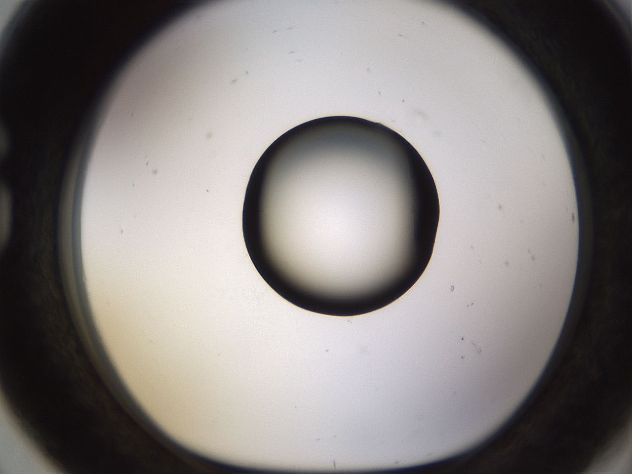 folderID573_plateID1573_batchID6360_wellNum80_profileID1_d1_r102989_ef.jpg