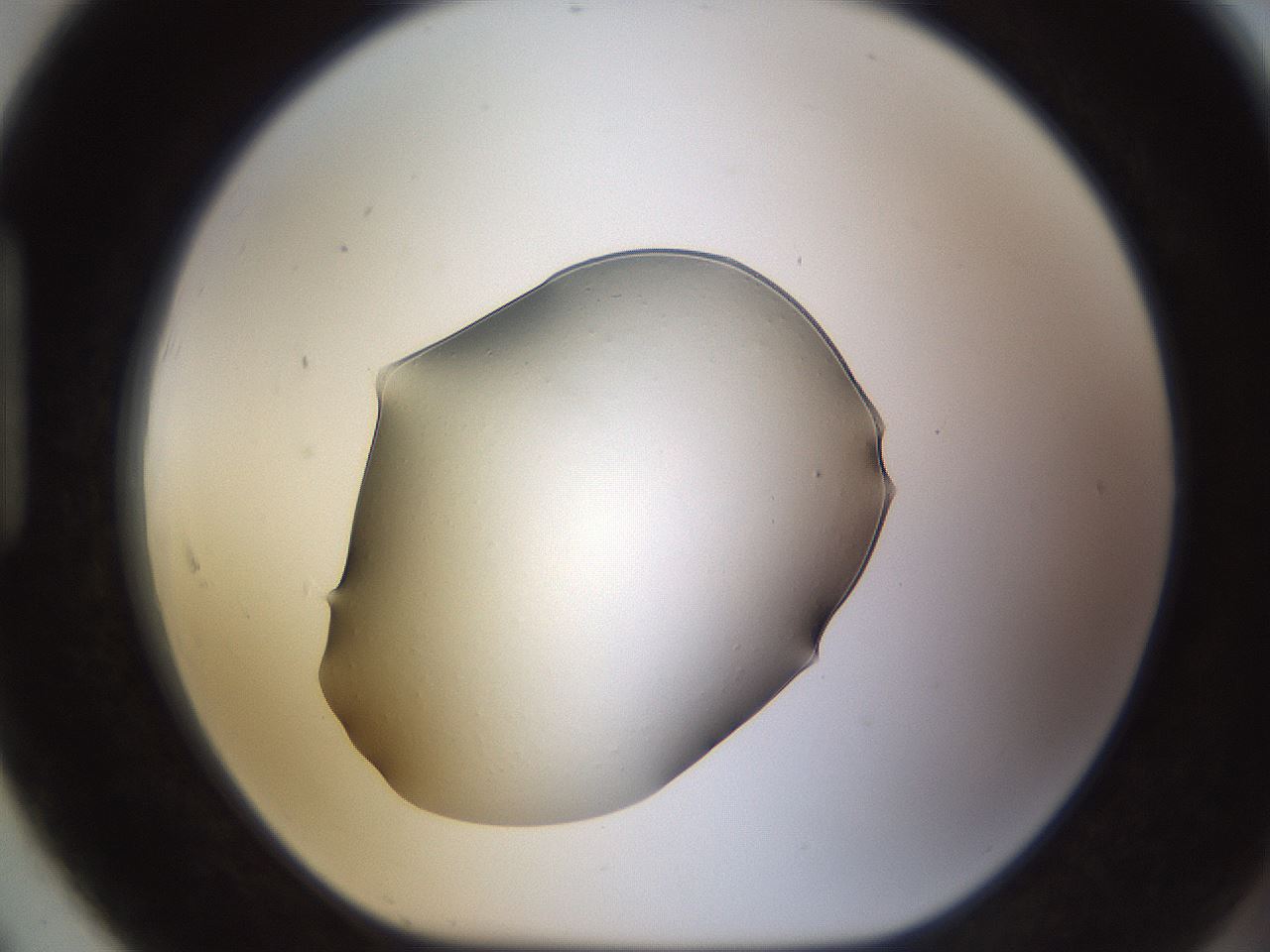 folderID573_plateID1573_batchID6360_wellNum91_profileID1_d1_r103011_ef.jpg