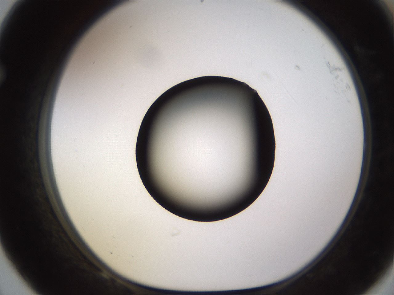 folderID572_plateID1572_batchID6359_wellNum68_profileID1_d1_r102802_ef.jpg