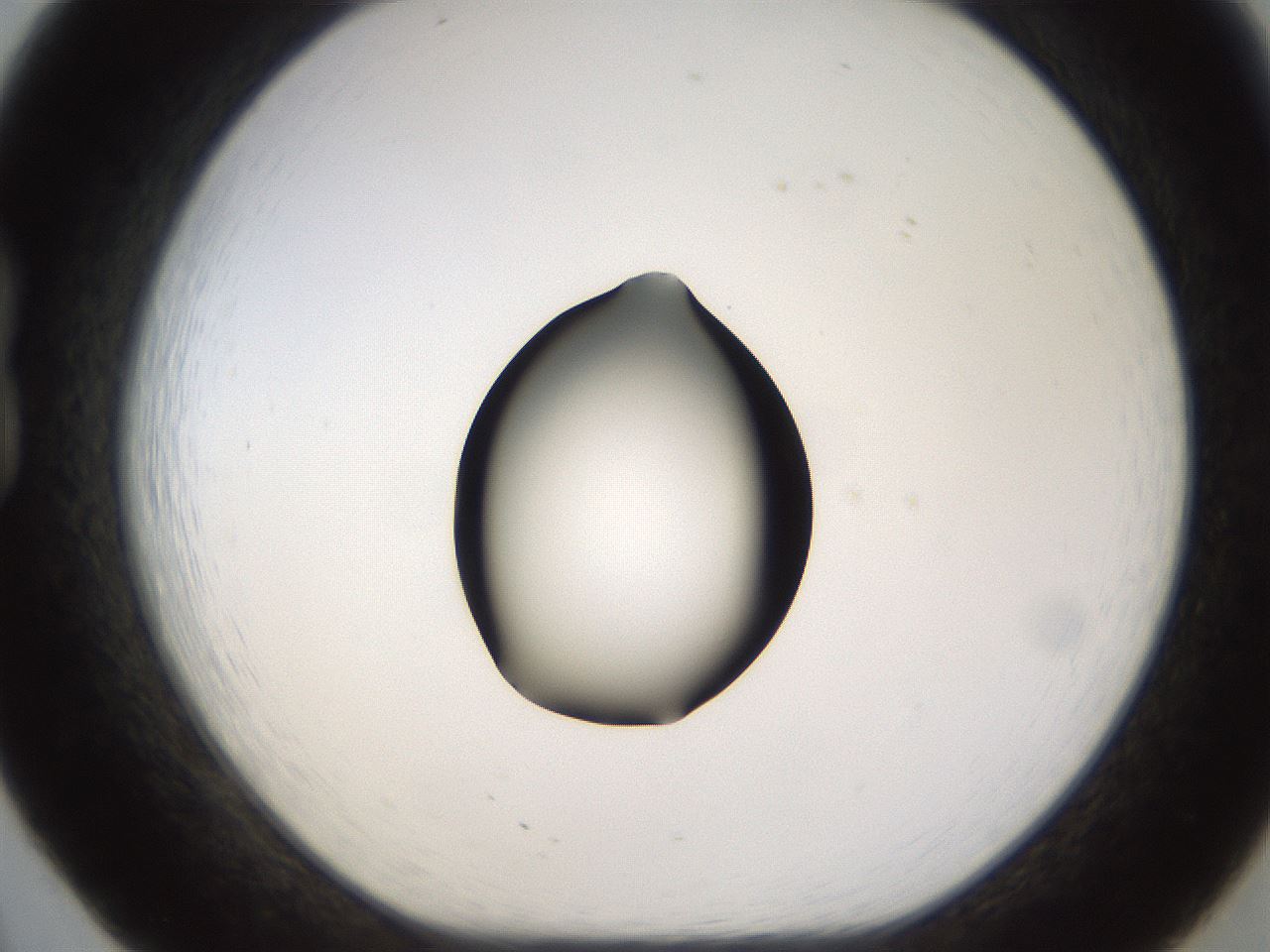 folderID573_plateID1573_batchID6360_wellNum20_profileID1_d1_r102869_ef.jpg