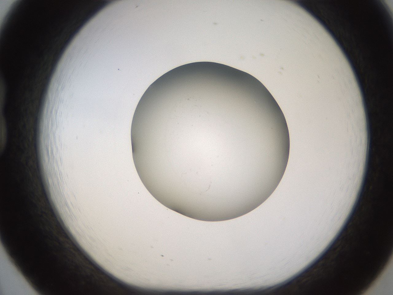 folderID574_plateID1574_batchID6362_wellNum20_profileID1_d1_r103042_ef.jpg