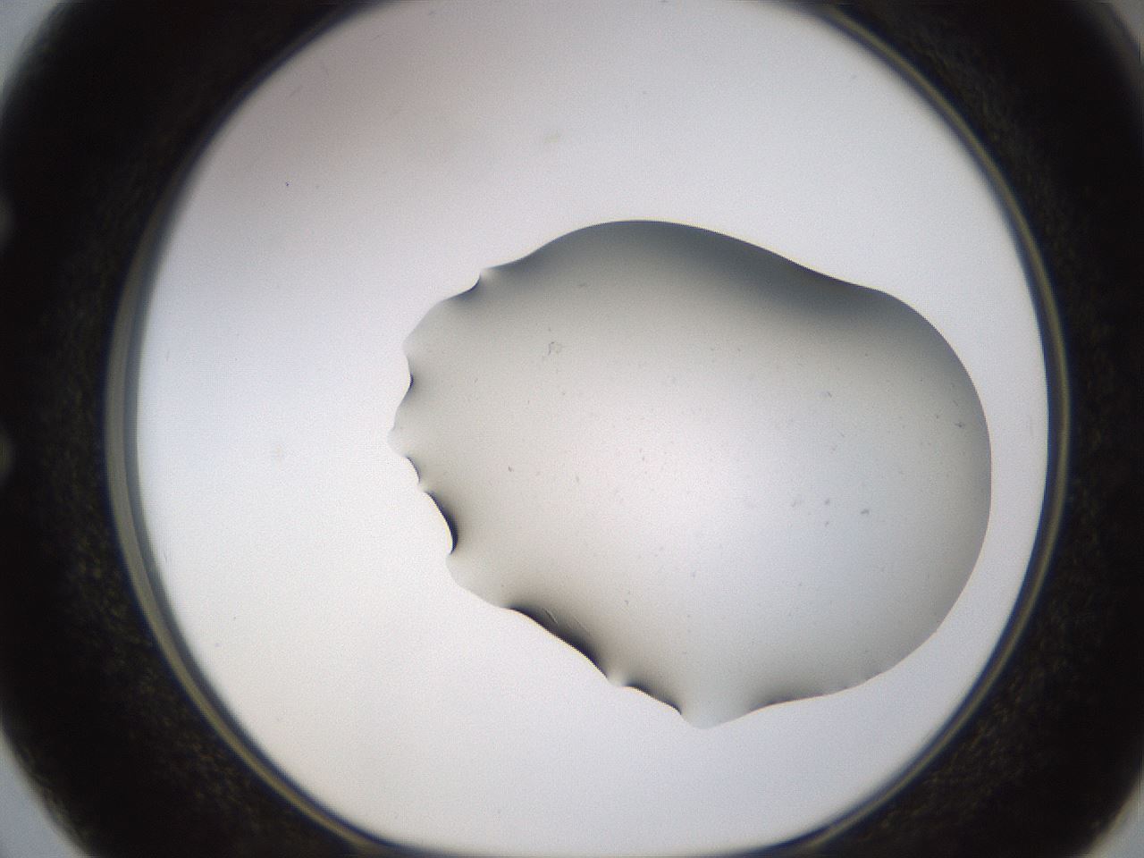 folderID574_plateID1574_batchID6362_wellNum50_profileID1_d1_r103072_ef.jpg