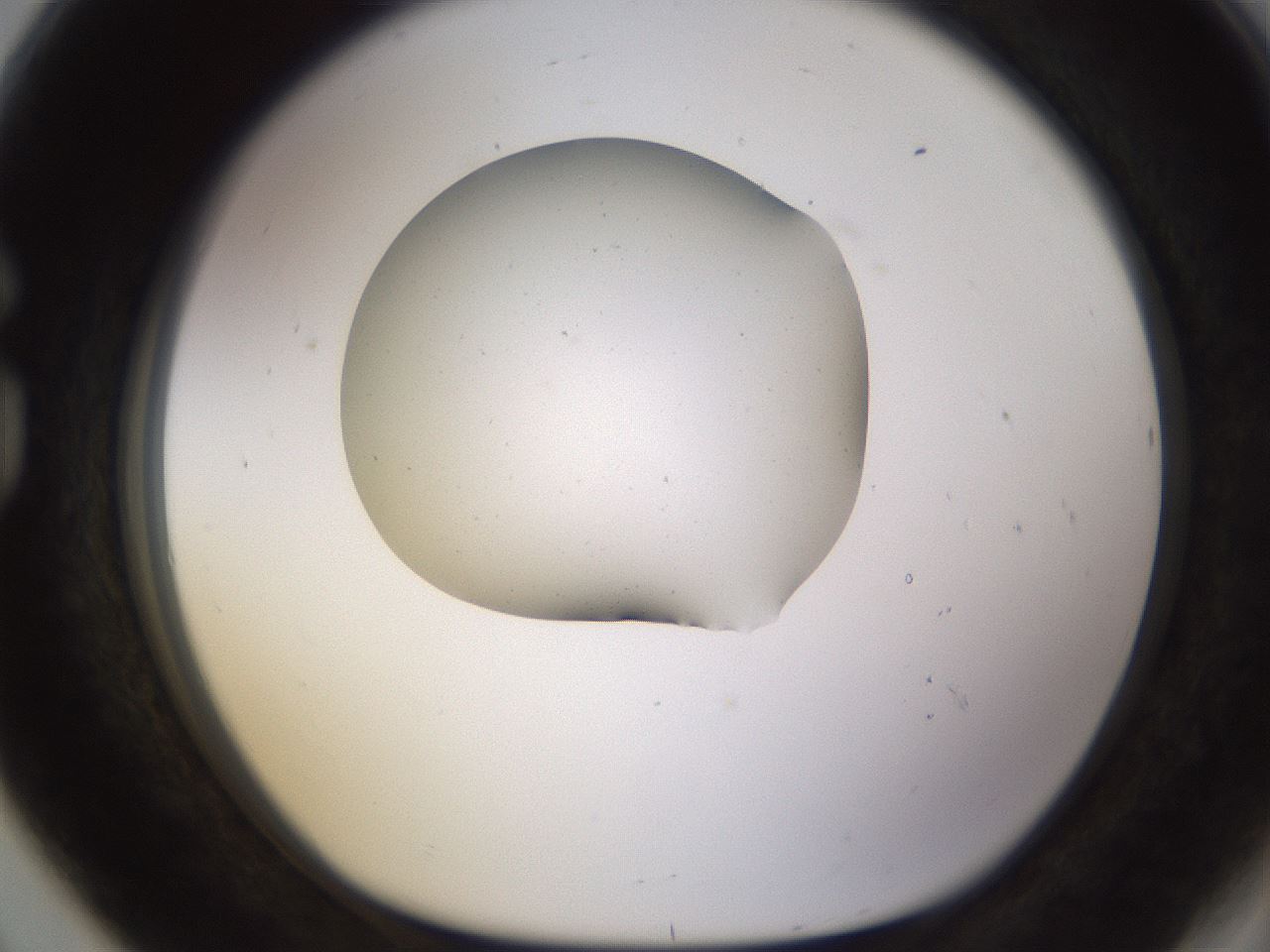 folderID574_plateID1574_batchID6362_wellNum80_profileID1_d1_r103102_ef.jpg