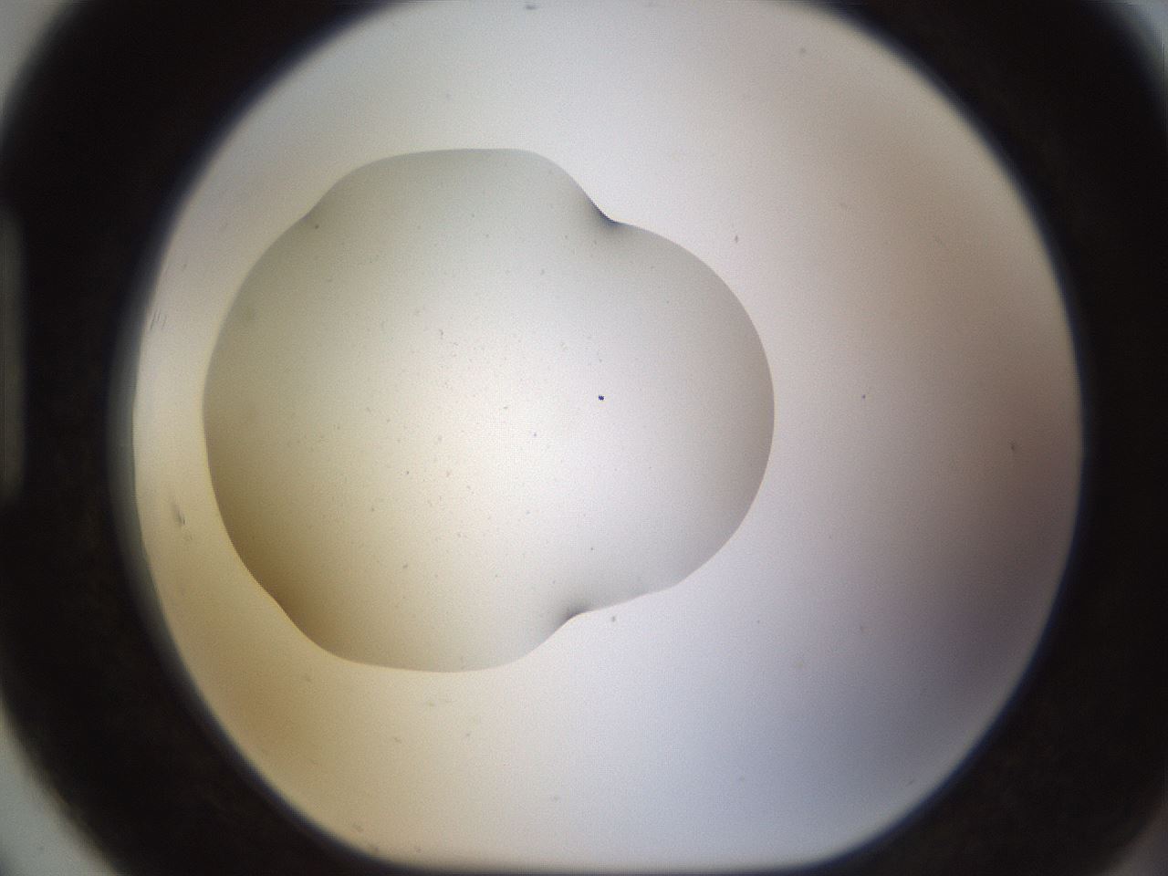 folderID574_plateID1574_batchID6362_wellNum91_profileID1_d1_r103113_ef.jpg
