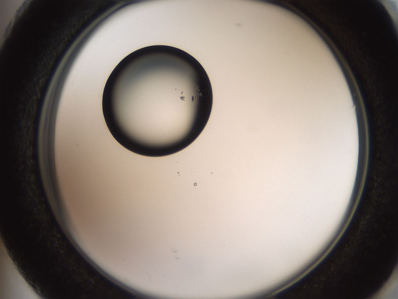 folderID574_plateID2574_batchID13028_wellNum73_profileID1_d2_r196762_ef.jpg