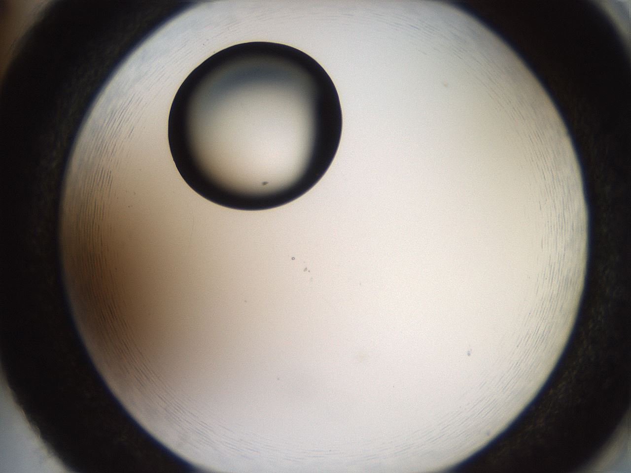 folderID574_plateID2574_batchID13028_wellNum86_profileID1_d2_r196788_ef.jpg
