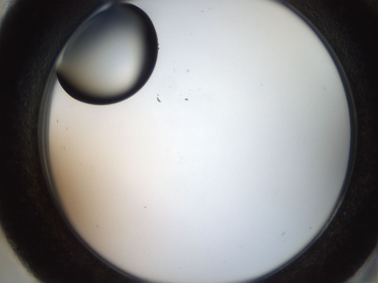 folderID574_plateID2574_batchID13028_wellNum93_profileID1_d2_r196802_ef.jpg