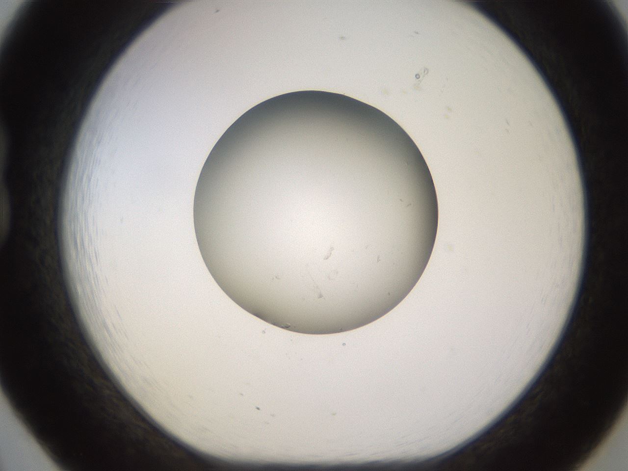 folderID575_plateID1575_batchID6363_wellNum20_profileID1_d1_r103157_ef.jpg