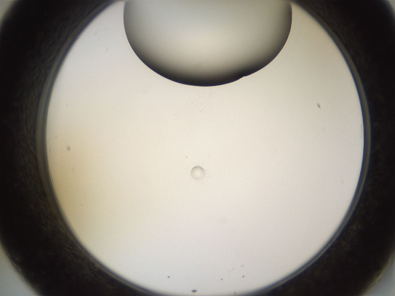 folderID575_plateID1575_batchID6363_wellNum20_profileID1_d2_r103158_ef.jpg