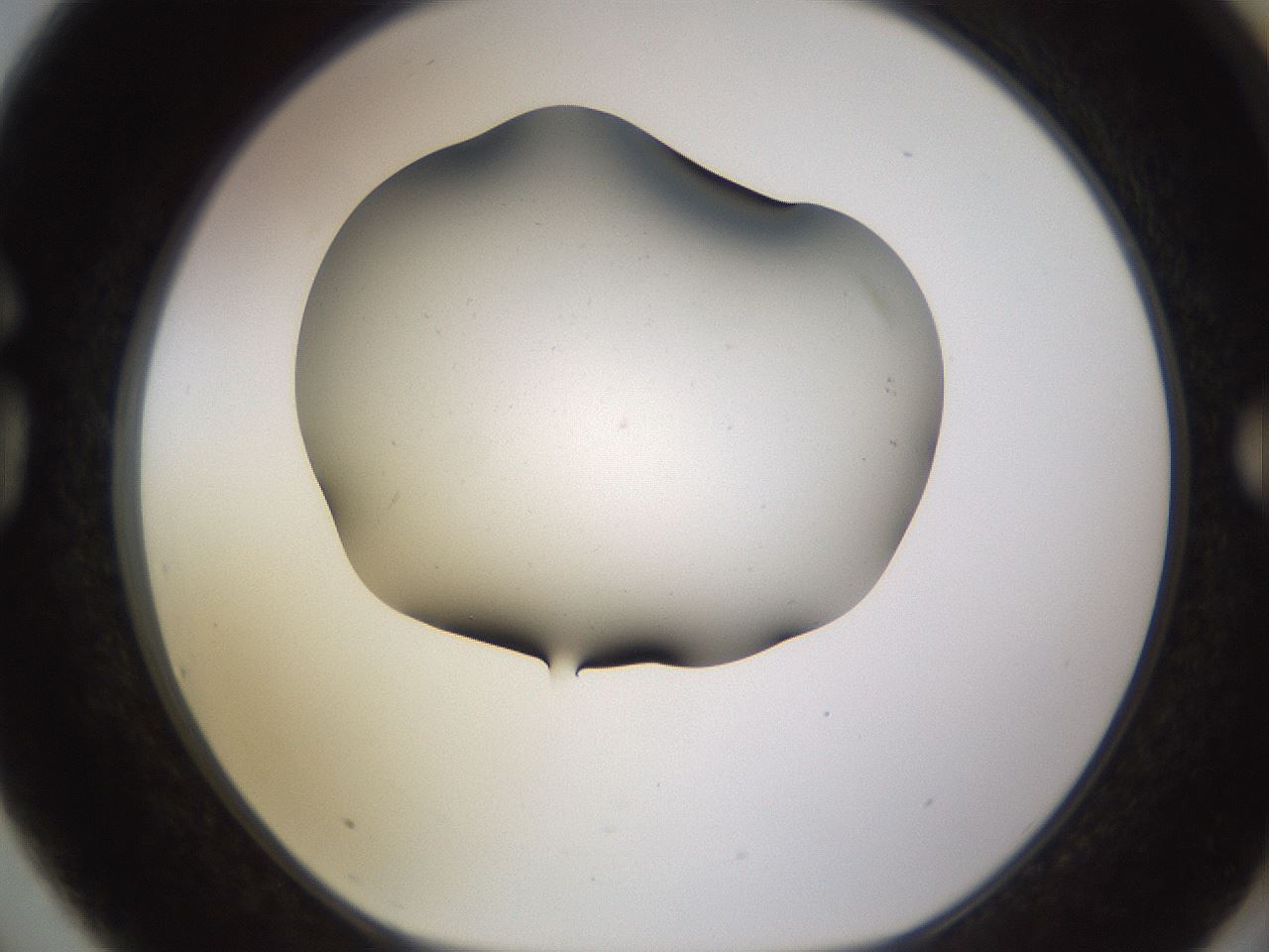folderID575_plateID1575_batchID6363_wellNum75_profileID1_d1_r103267_ef.jpg