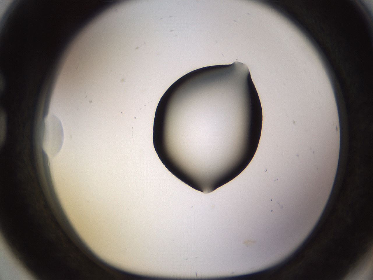 folderID575_plateID1575_batchID6363_wellNum80_profileID1_d1_r103277_ef.jpg