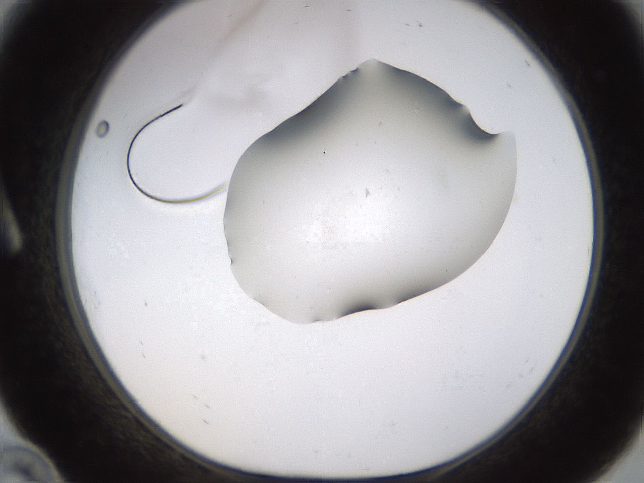 folderID576_plateID1576_batchID6364_wellNum10_profileID1_d1_r103320_ef.jpg