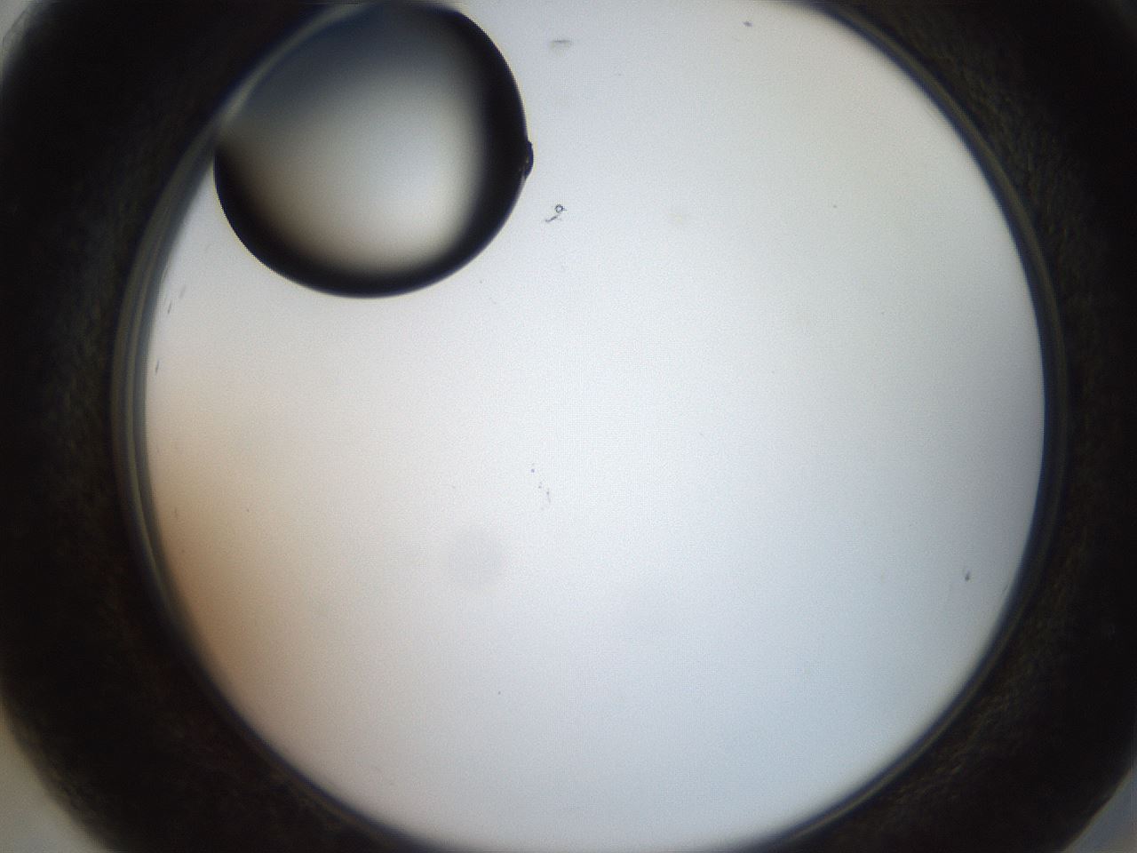 folderID574_plateID2574_batchID13028_wellNum92_profileID1_d2_r196800_ef.jpg