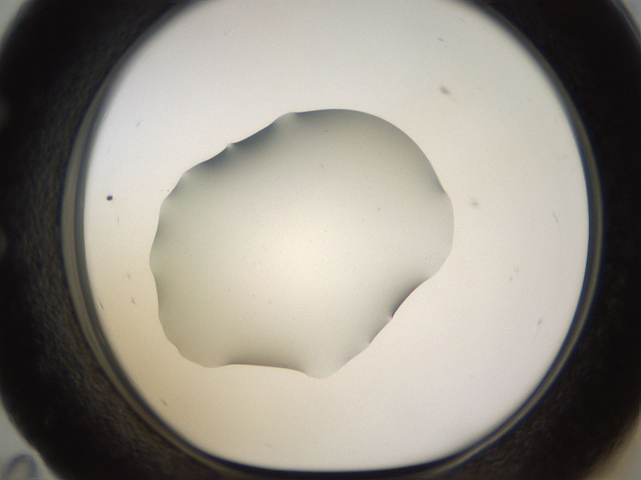 folderID576_plateID1576_batchID6364_wellNum59_profileID1_d1_r103369_ef.jpg