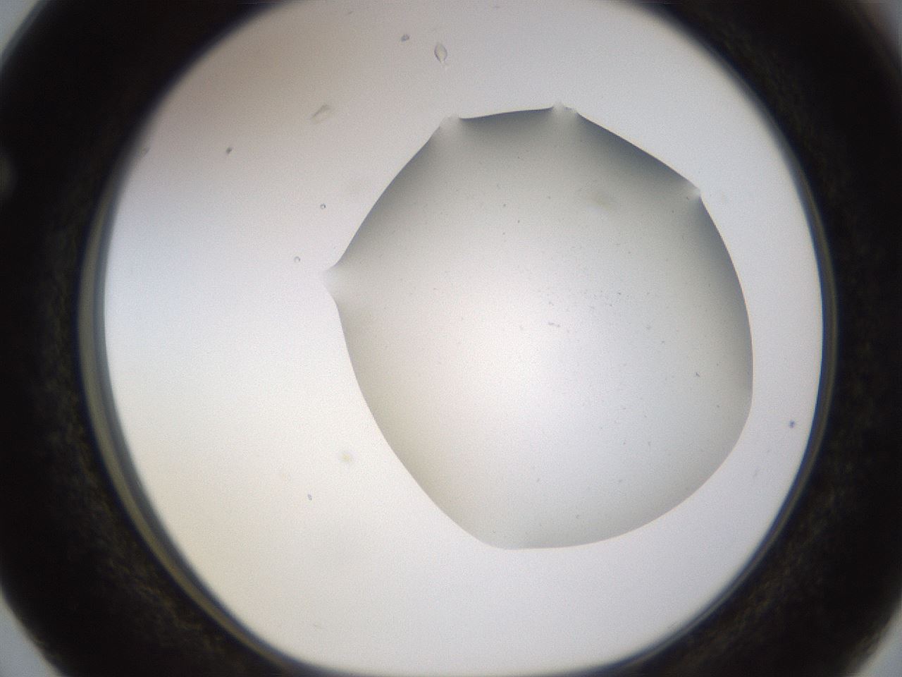 folderID576_plateID1576_batchID6364_wellNum63_profileID1_d1_r103373_ef.jpg