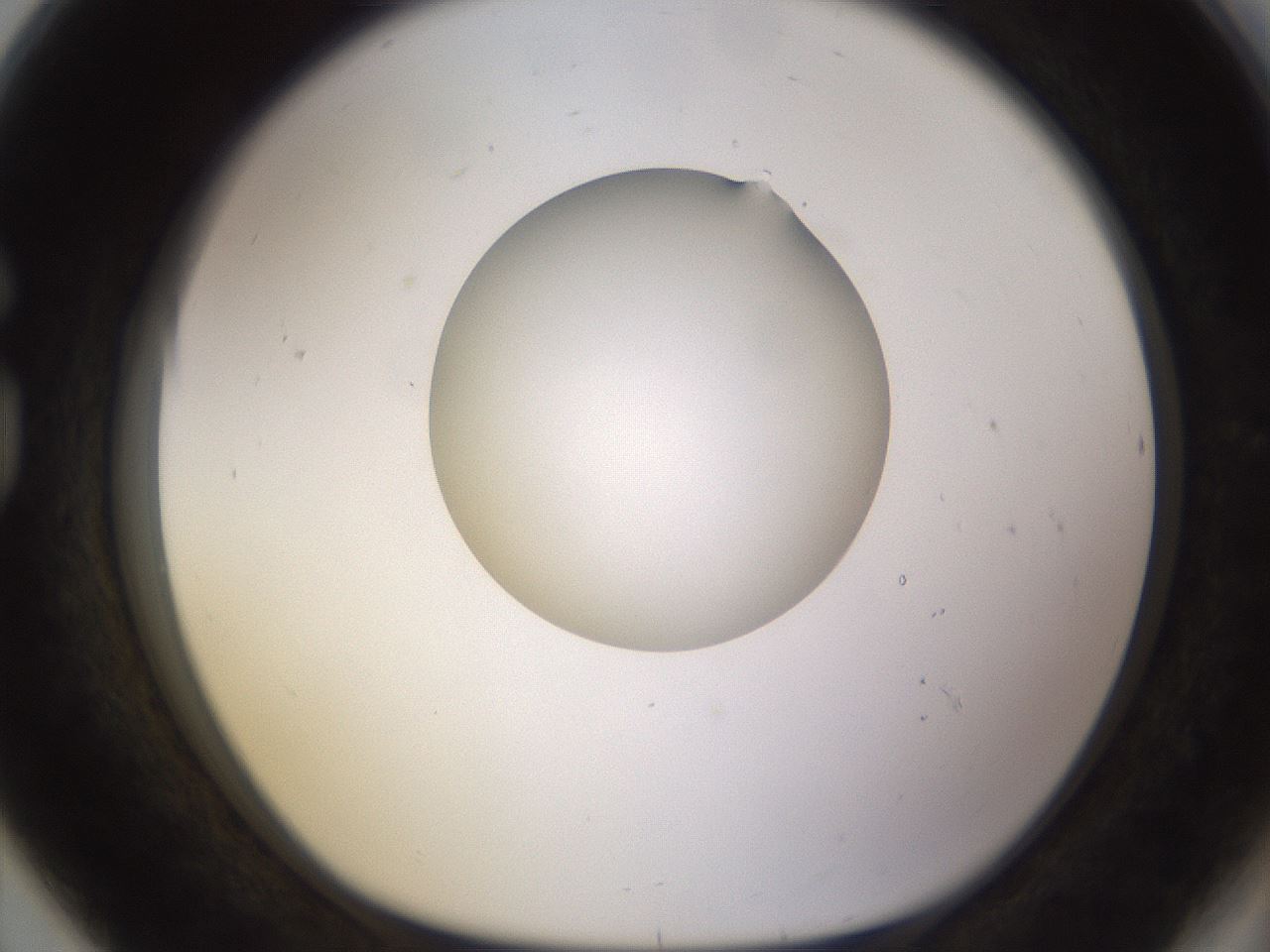 folderID576_plateID1576_batchID6364_wellNum80_profileID1_d1_r103390_ef.jpg