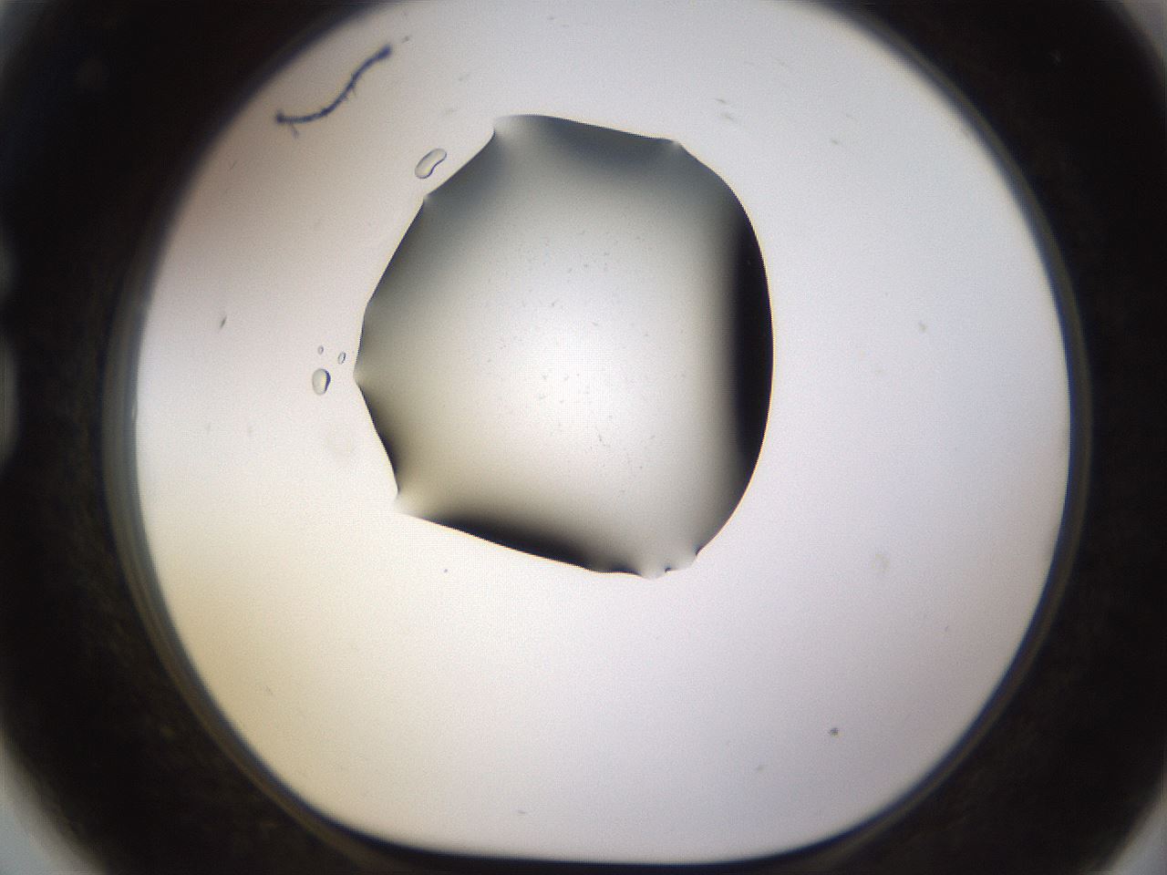 folderID576_plateID1576_batchID6364_wellNum81_profileID1_d1_r103391_ef.jpg