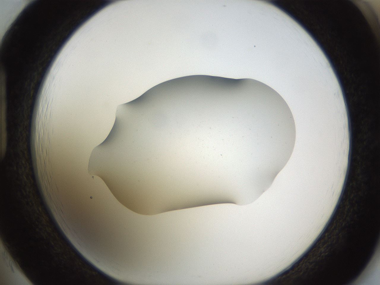 folderID576_plateID1576_batchID6364_wellNum85_profileID1_d1_r103395_ef.jpg