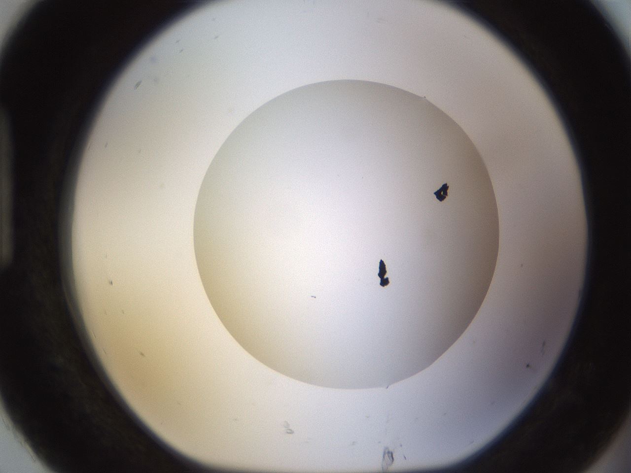 folderID576_plateID1576_batchID6364_wellNum92_profileID1_d1_r103402_ef.jpg