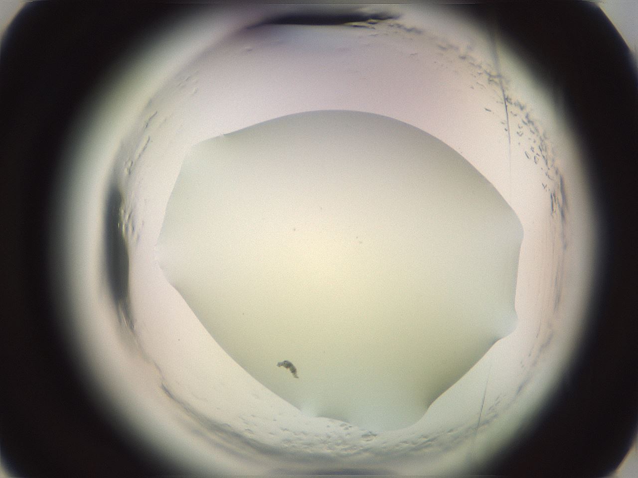 folderID576_plateID2576_batchID13156_wellNum15_profileID1_d3_r197621_ef.jpg