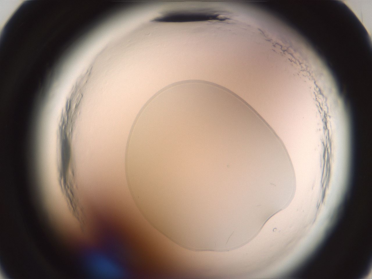 folderID576_plateID2576_batchID13156_wellNum23_profileID1_d2_r197644_ef.jpg