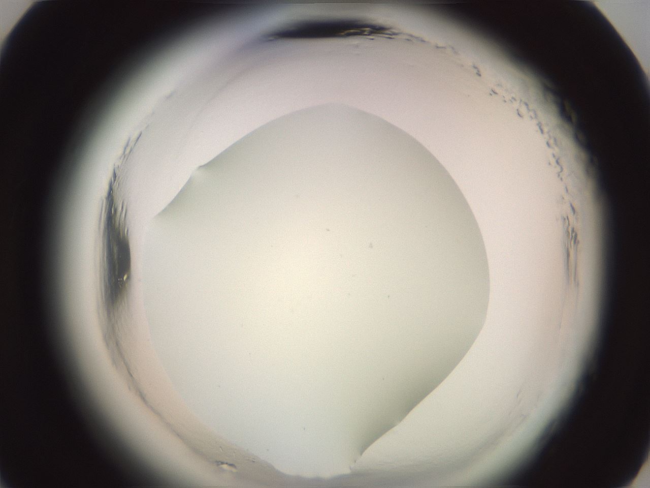 folderID576_plateID2576_batchID13156_wellNum33_profileID1_d3_r197675_ef.jpg