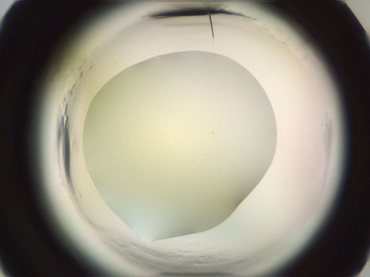 folderID576_plateID2576_batchID13156_wellNum4_profileID1_d3_r197588_ef.jpg