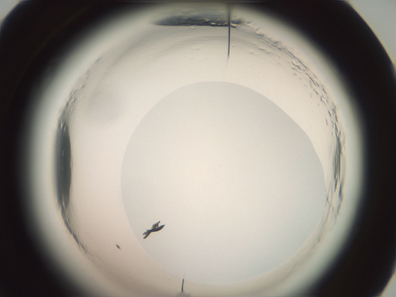 folderID576_plateID2576_batchID13156_wellNum60_profileID1_d1_r197754_ef.jpg