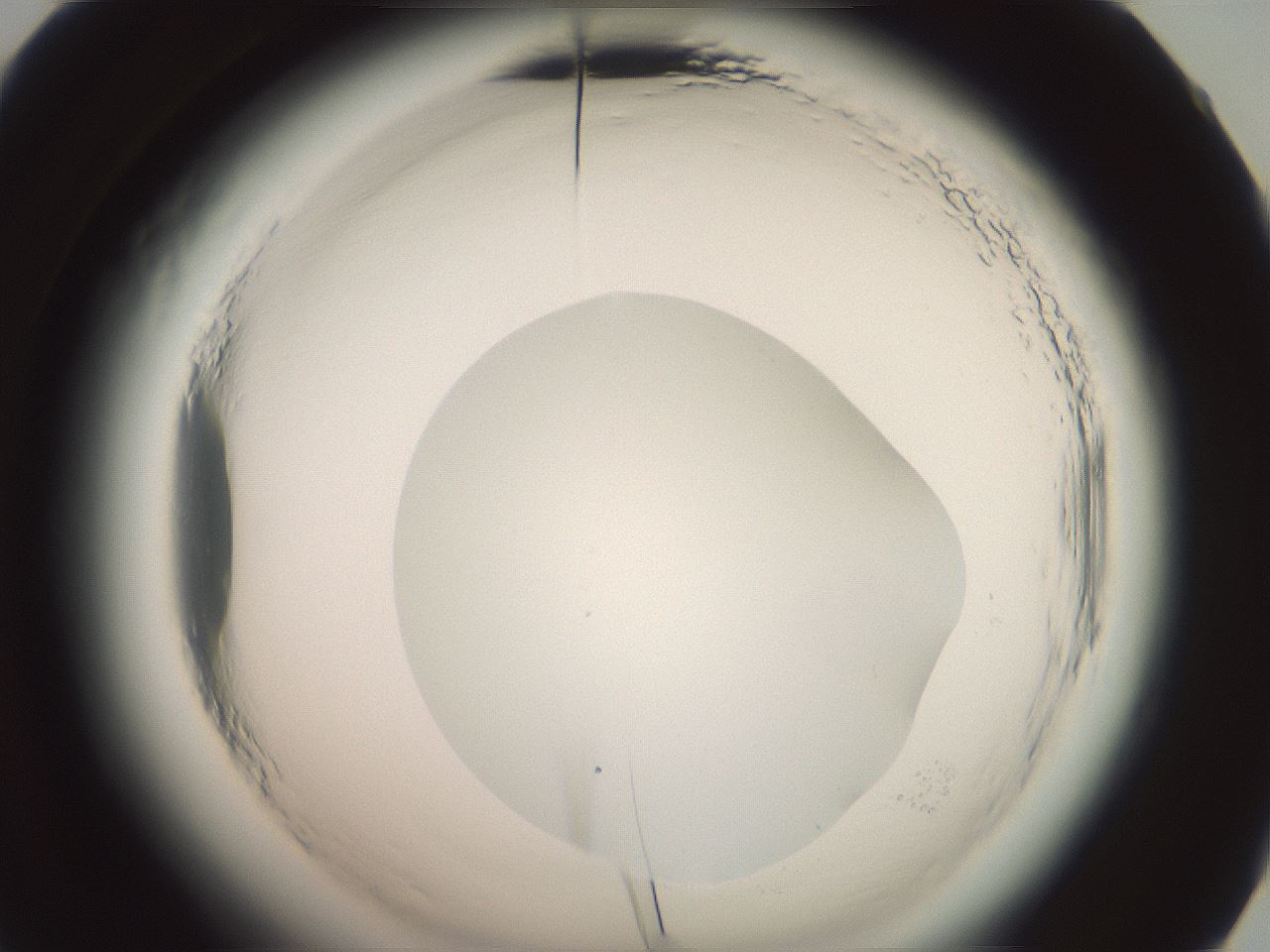 folderID576_plateID2576_batchID13156_wellNum60_profileID1_d2_r197755_ef.jpg