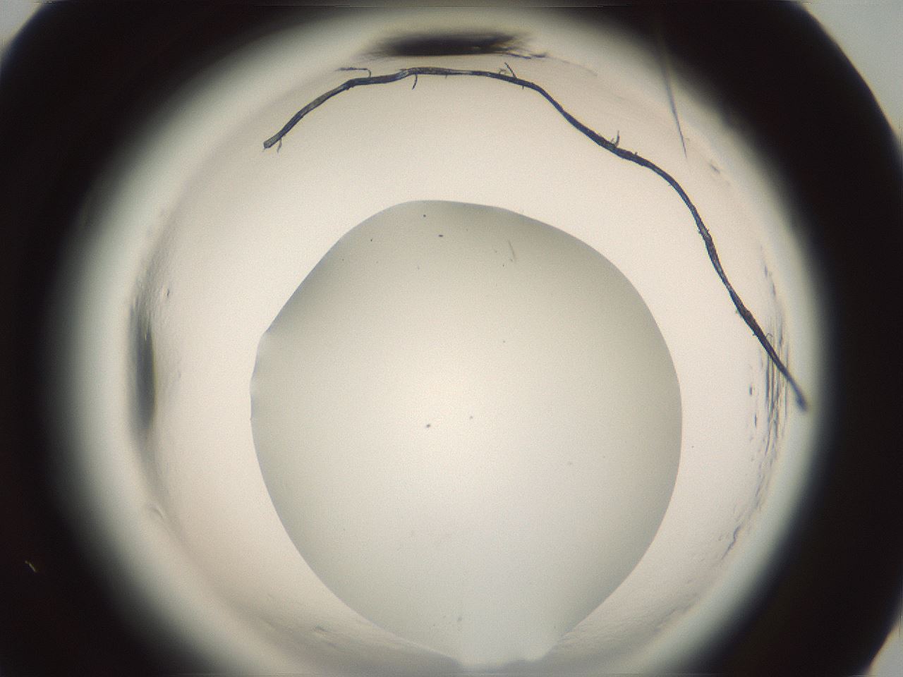 folderID576_plateID2576_batchID13156_wellNum70_profileID1_d3_r197786_ef.jpg