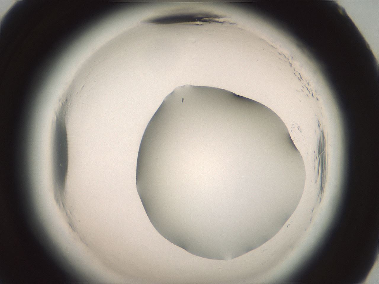 folderID576_plateID2576_batchID13156_wellNum71_profileID1_d2_r197788_ef.jpg