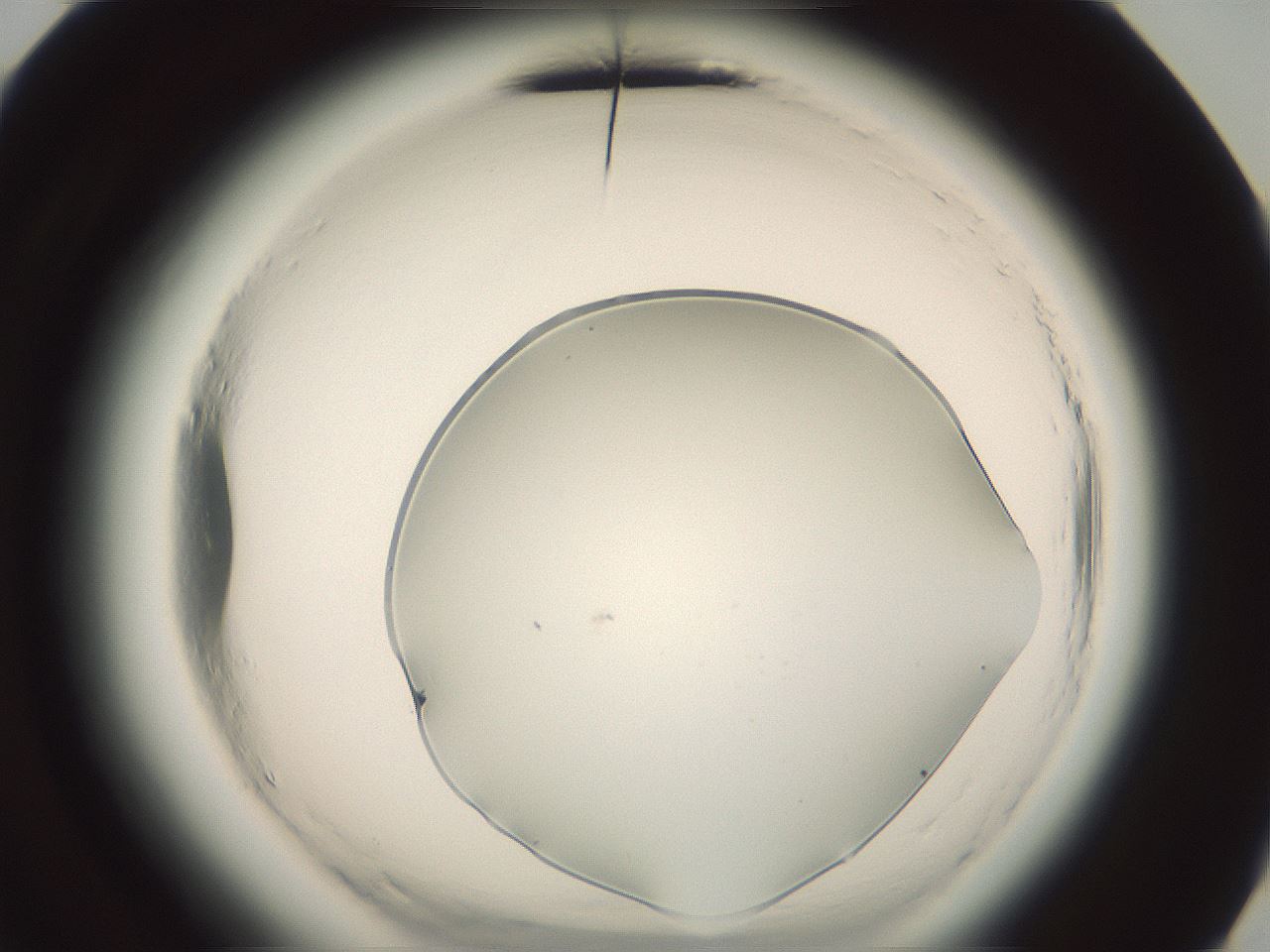 folderID576_plateID2576_batchID13156_wellNum72_profileID1_d3_r197792_ef.jpg