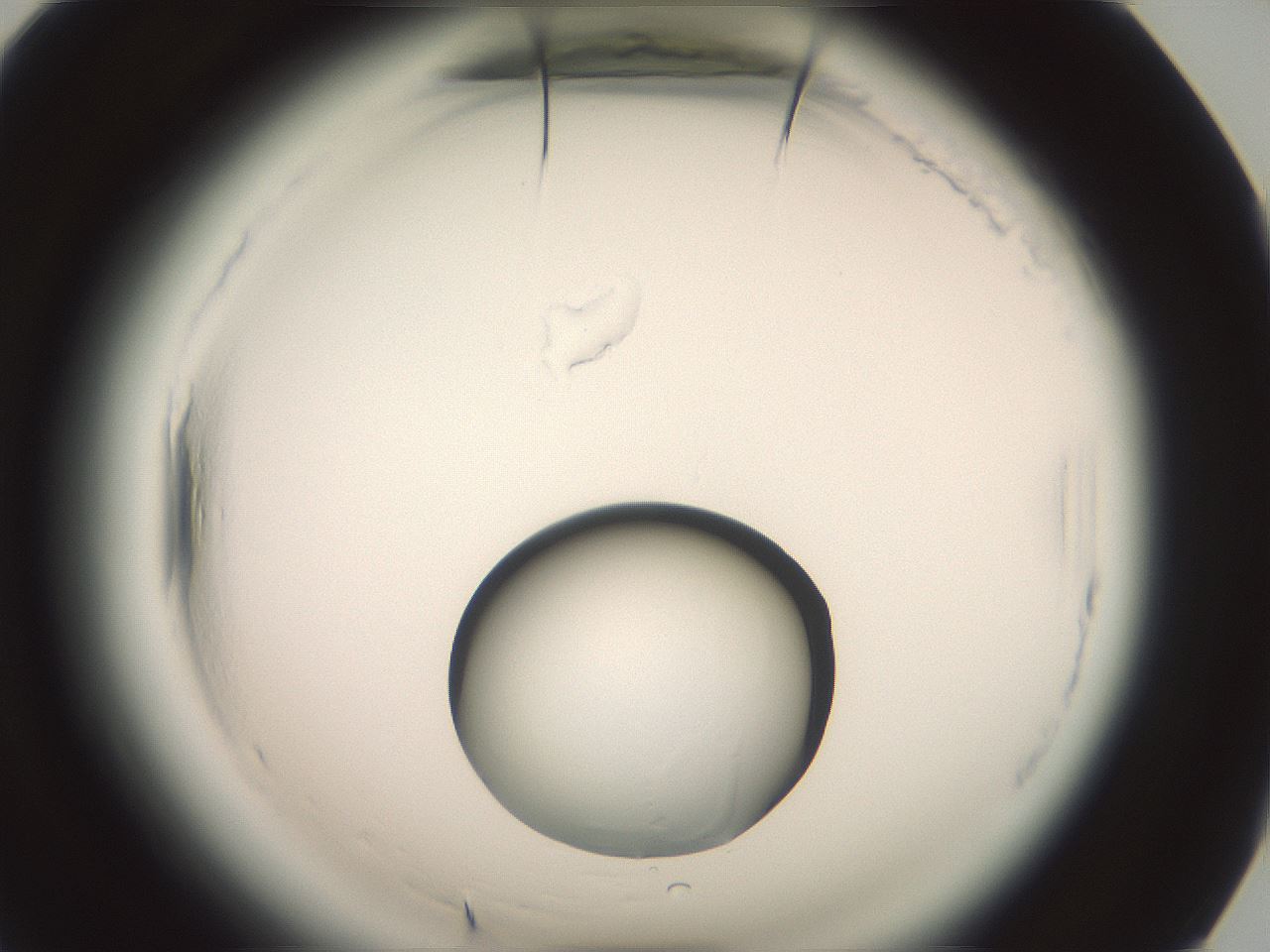 folderID576_plateID2576_batchID13156_wellNum90_profileID1_d1_r197844_ef.jpg