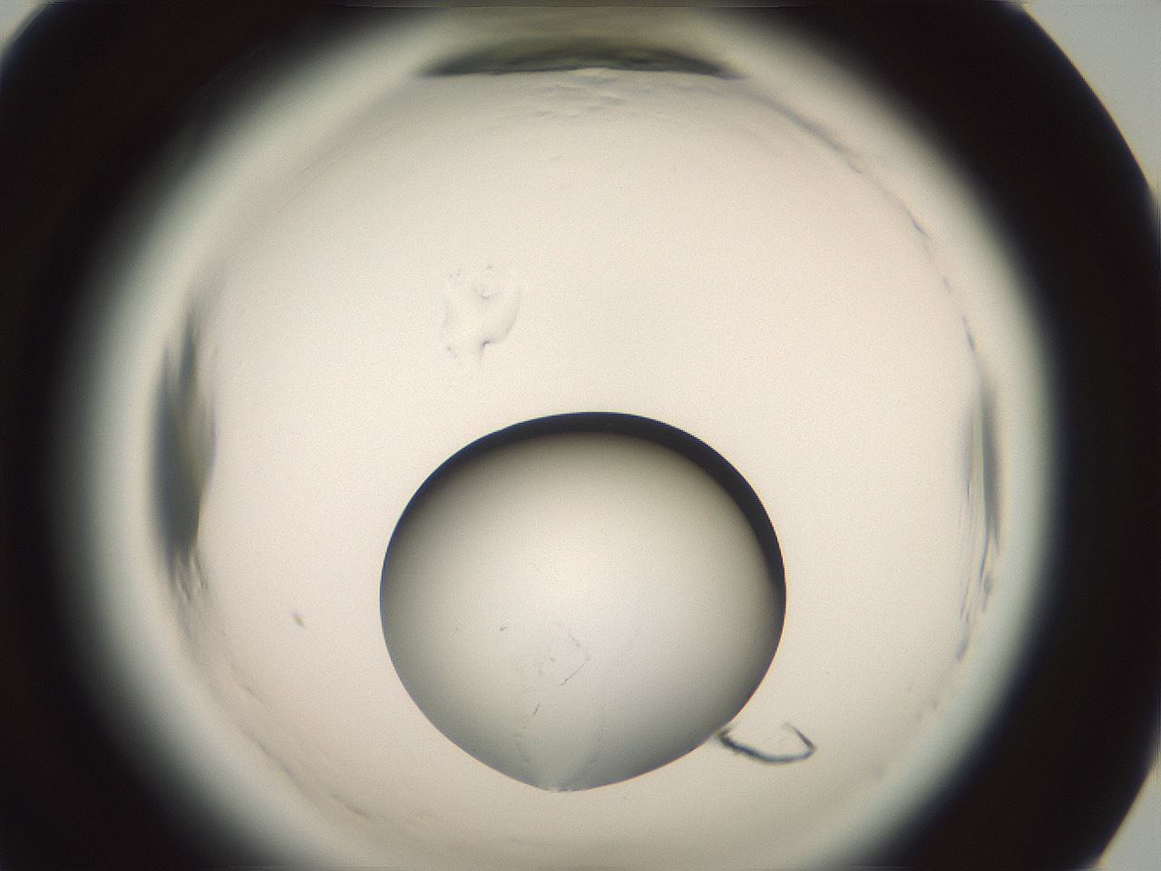 folderID576_plateID2576_batchID13156_wellNum91_profileID1_d1_r197847_ef.jpg