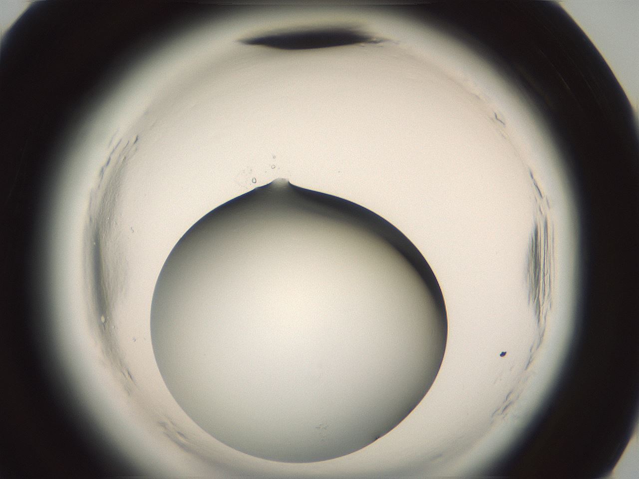 folderID576_plateID2576_batchID13156_wellNum94_profileID1_d3_r197858_ef.jpg