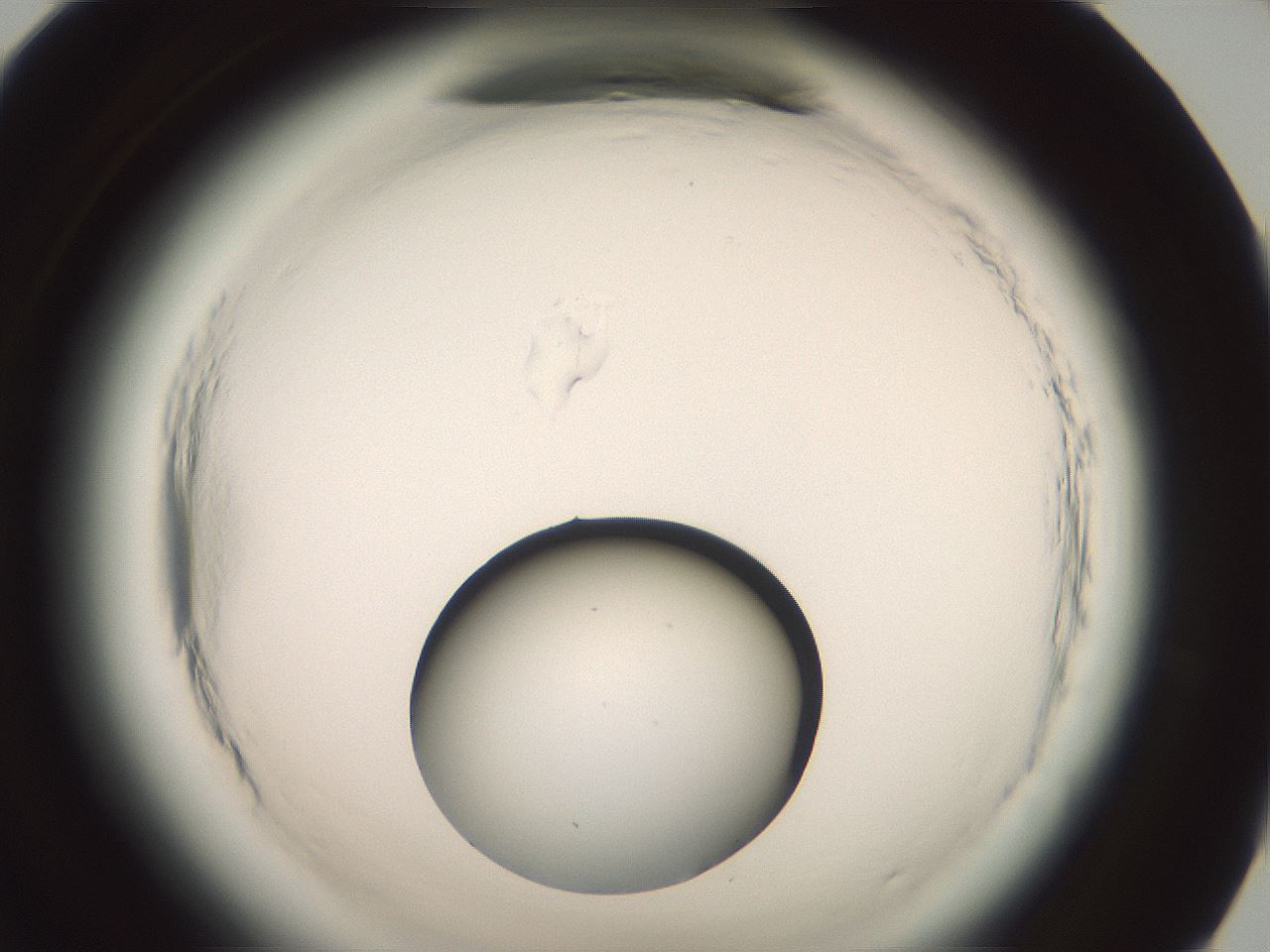 folderID576_plateID2576_batchID13156_wellNum95_profileID1_d1_r197859_ef.jpg