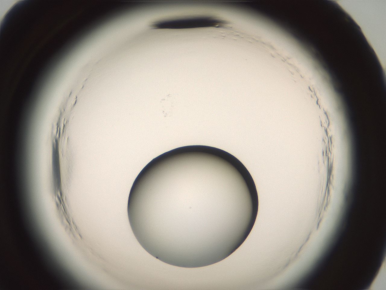folderID576_plateID2576_batchID13156_wellNum95_profileID1_d2_r197860_ef.jpg
