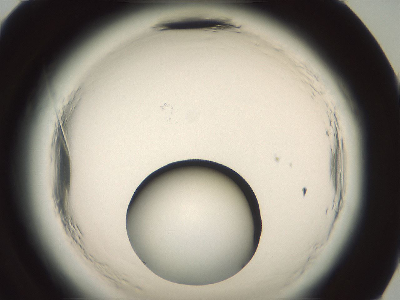 folderID576_plateID2576_batchID13156_wellNum96_profileID1_d2_r197863_ef.jpg
