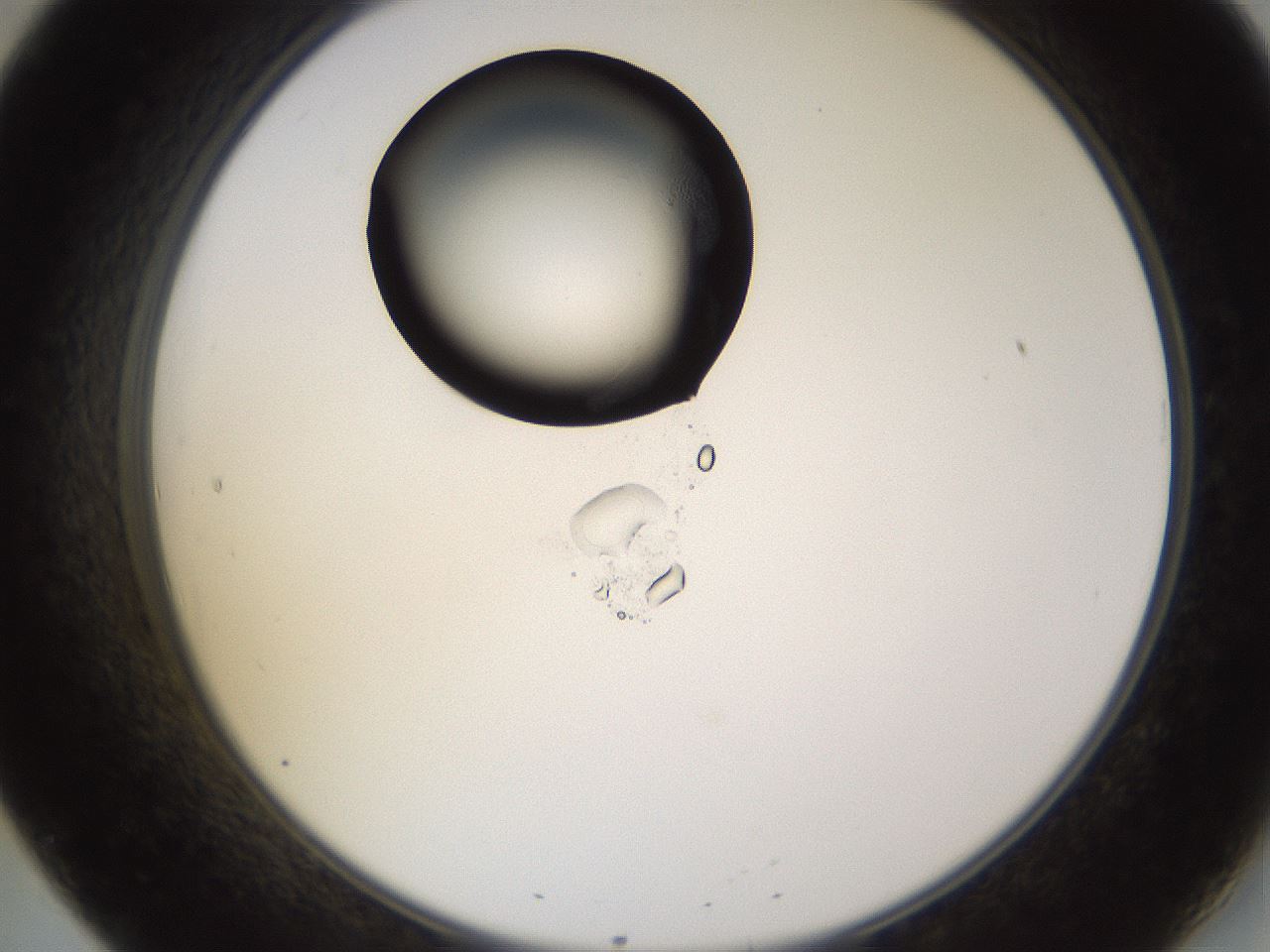 folderID577_plateID1577_batchID6365_wellNum20_profileID1_d2_r103446_ef.jpg