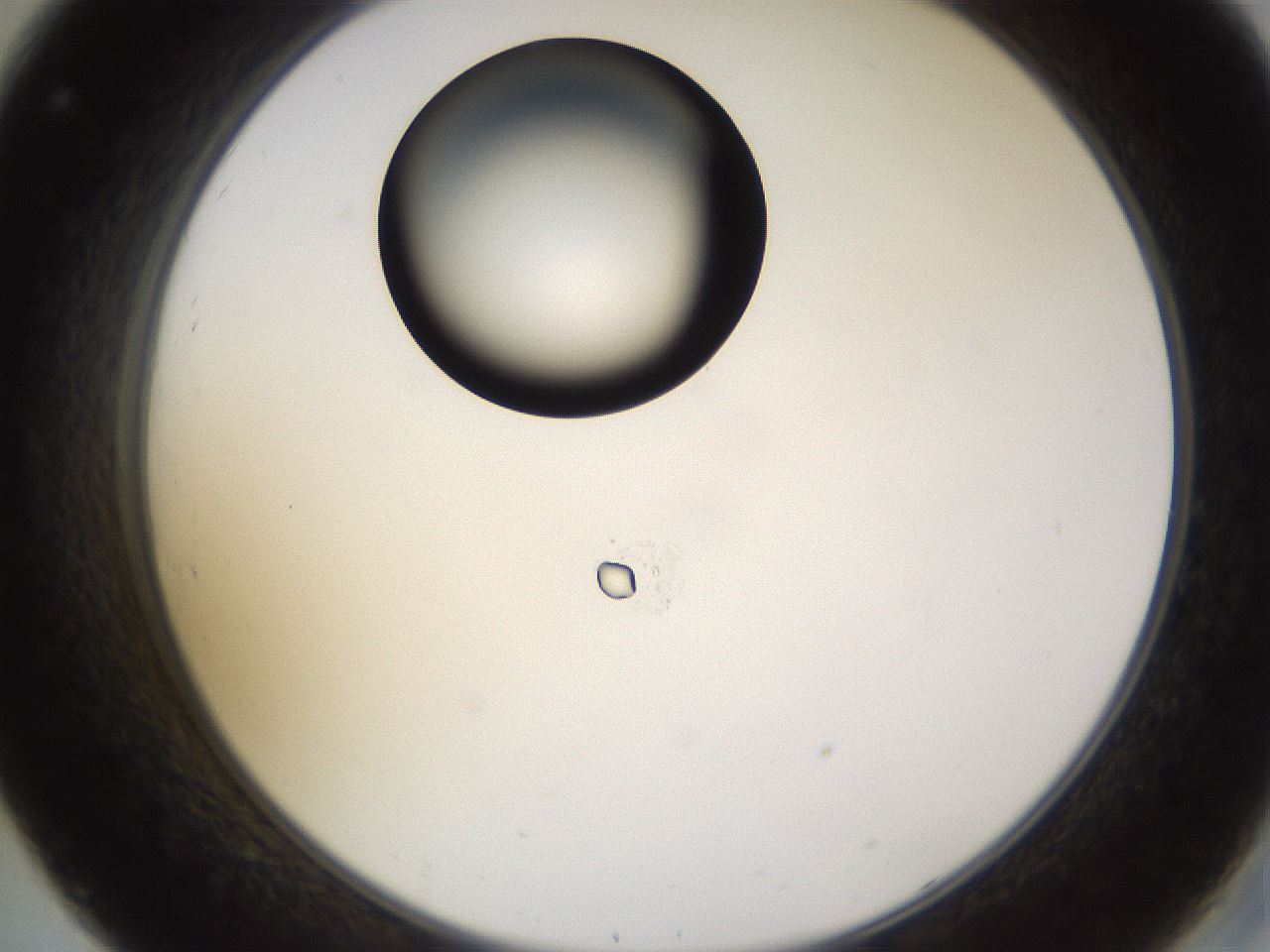 folderID577_plateID1577_batchID6365_wellNum32_profileID1_d2_r103470_ef.jpg